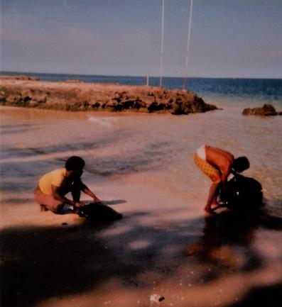 tortues malgaches